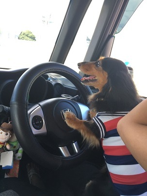 犬運転